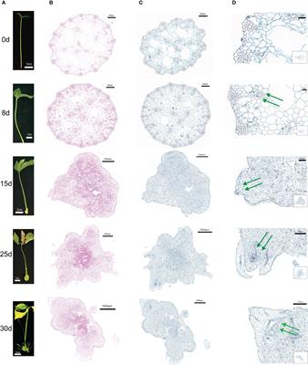 Integrated physicochemical, hormonal, and transcriptomic analysis reveals the underlying mechanism of callus formation in Pinellia ternata hydroponic cuttings